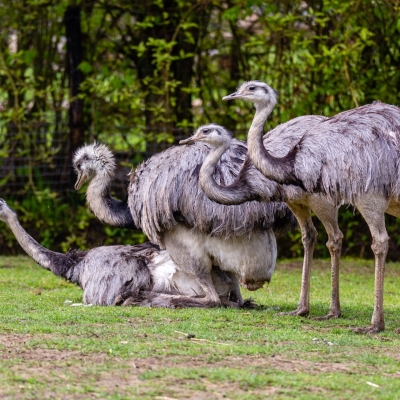 Nandoe - De Zonnegloed - Dierenpark - Dieren opvangcentrum - Sanctuary